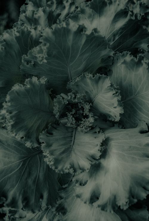 Free Detailed view of fresh cabbage leaves showcasing vibrant textures and natural patterns. Stock Photo