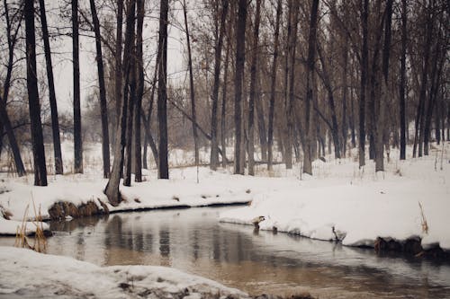 Foto profissional grátis de árvores nuas, coberto de neve, congelado