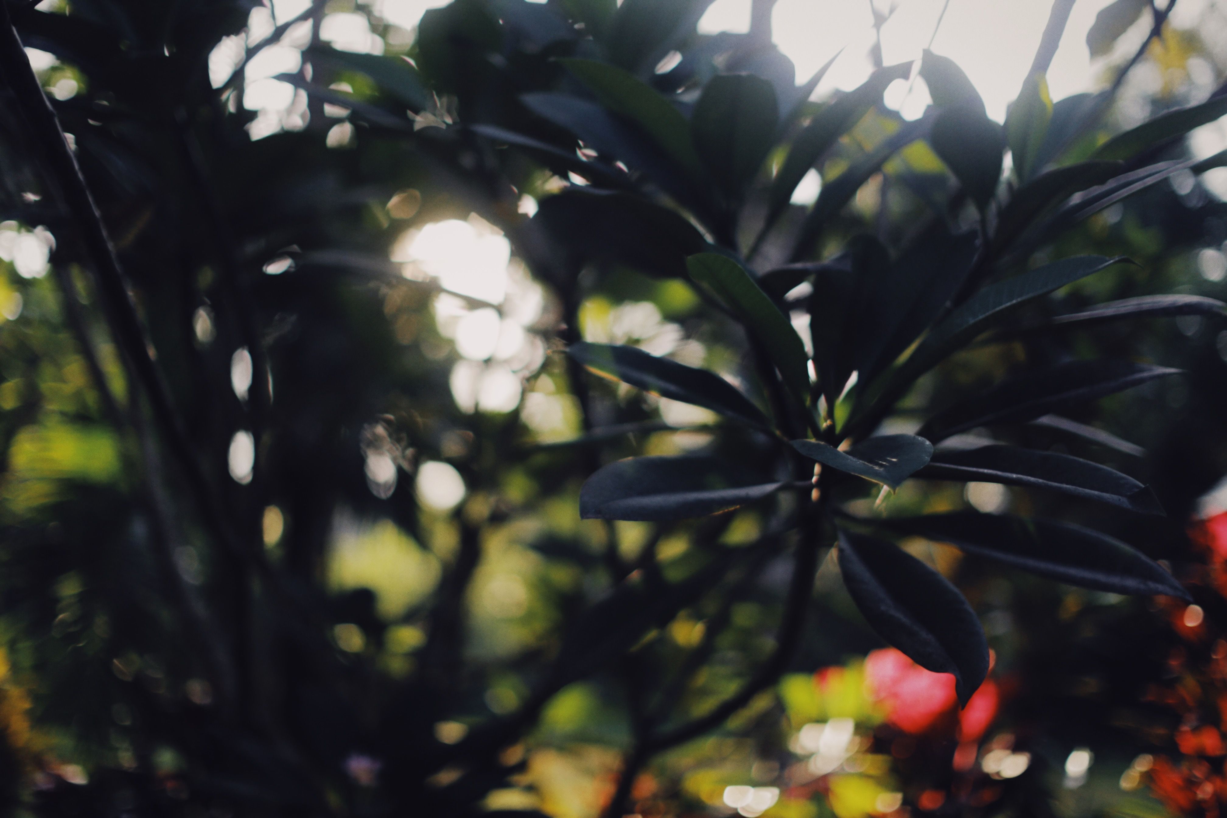 Plants with Green Leaves in the Garden · Free Stock Photo