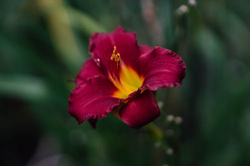 Darmowe zdjęcie z galerii z czerwony, flora, fotografia kwiatowa