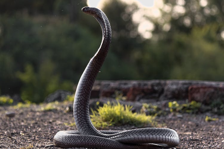 Close Up Shot Of A Snake