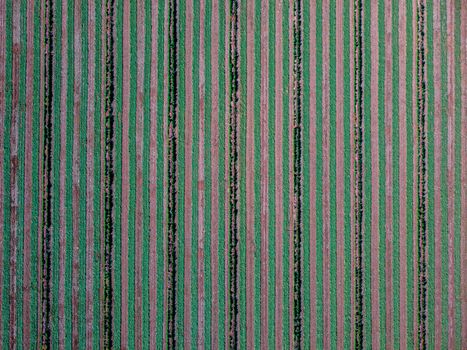 Drone shot capturing symmetrical striped fields from above.
