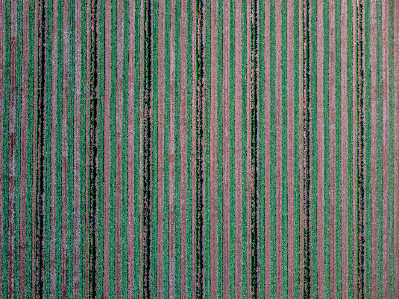 Green Pattern Photos, Download The BEST Free Green Pattern Stock Photos ...