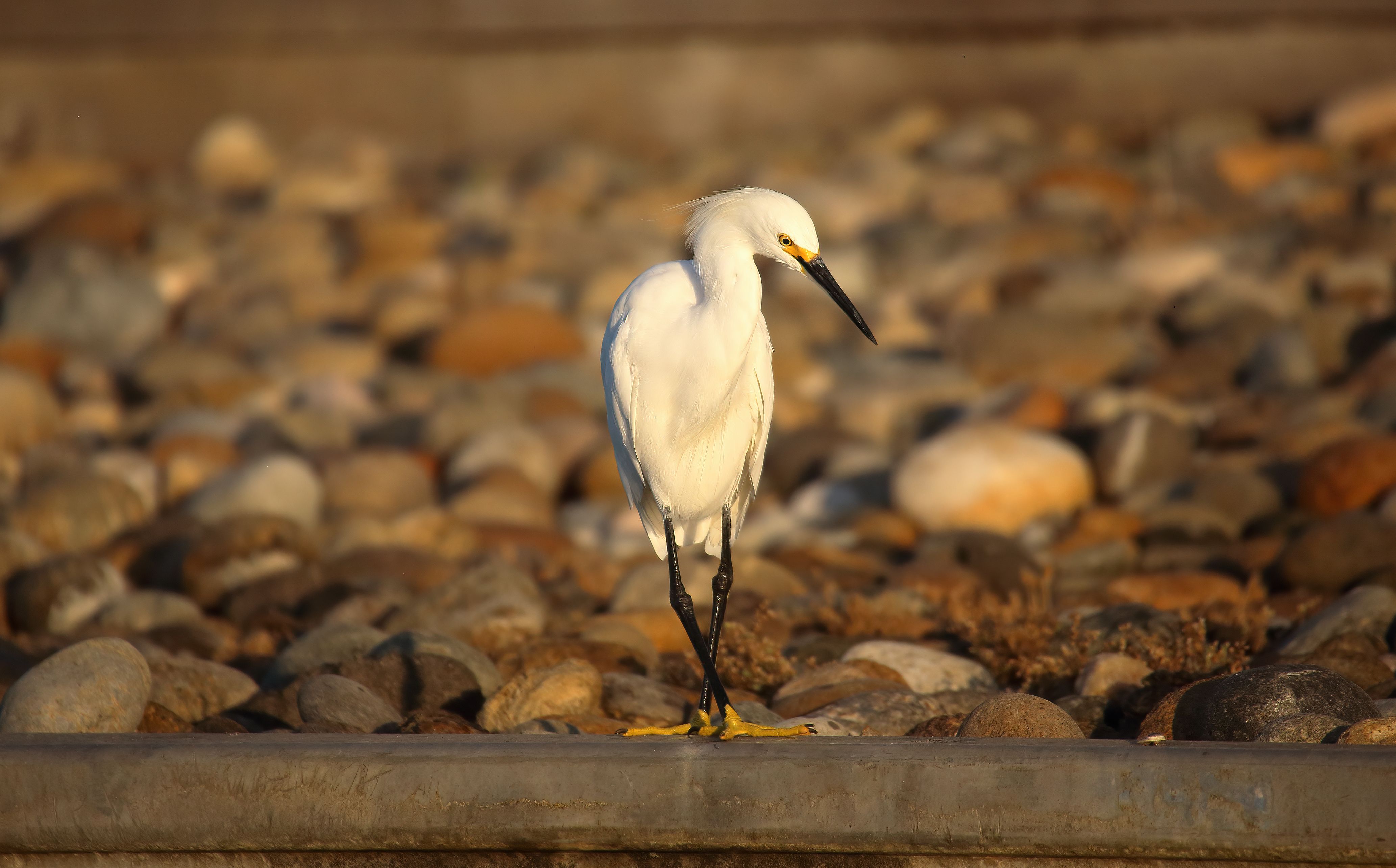 A snowy egret standing gracefully on a rocky shoreline in Campbell, California.