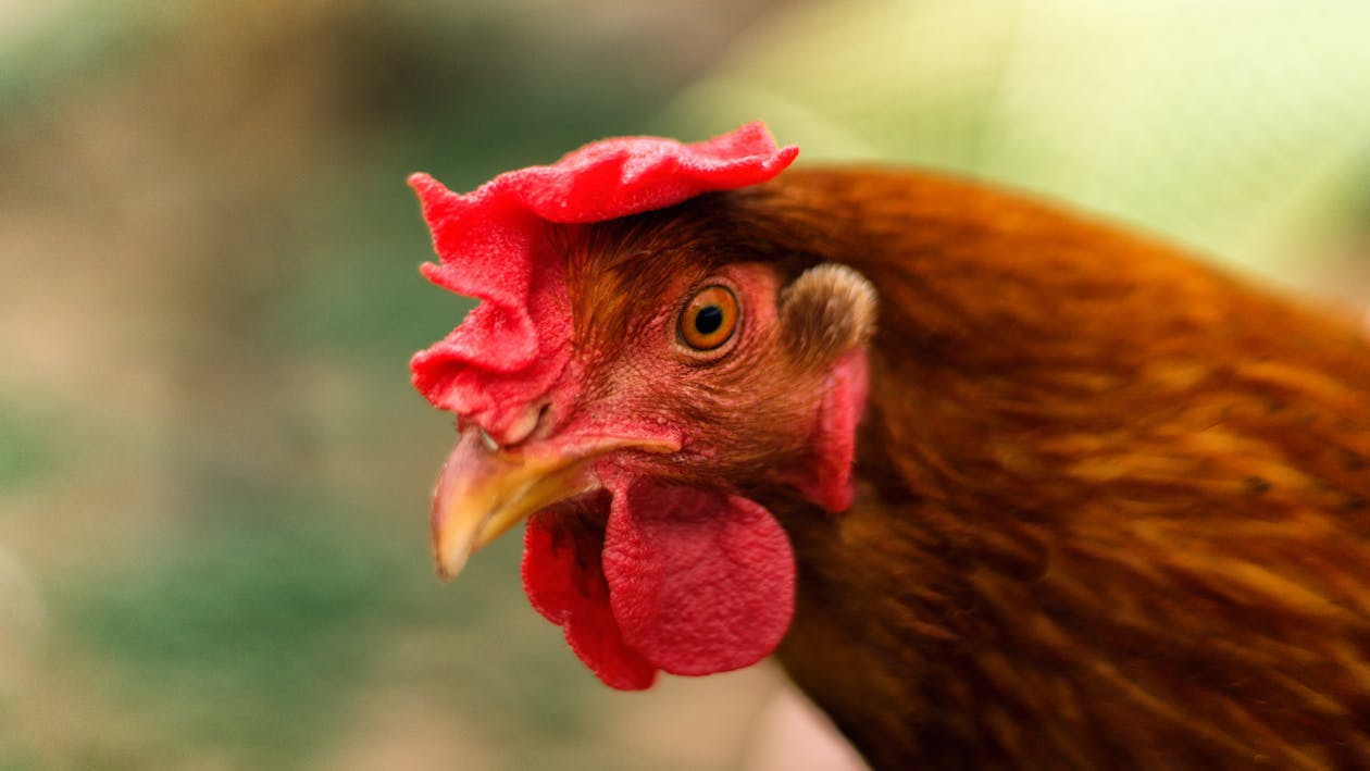 Brown Hen in Close Up Photography