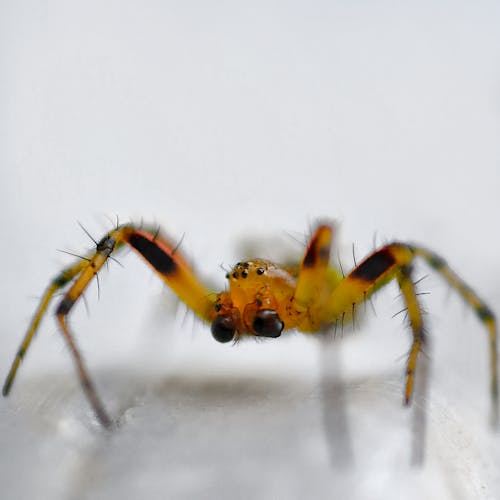 Kostenloses Stock Foto zu araniella opisthographa, makrofotografie, spinne