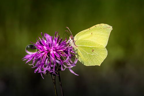 Foto profissional grátis de borboleta, empoleirado, fechar-se