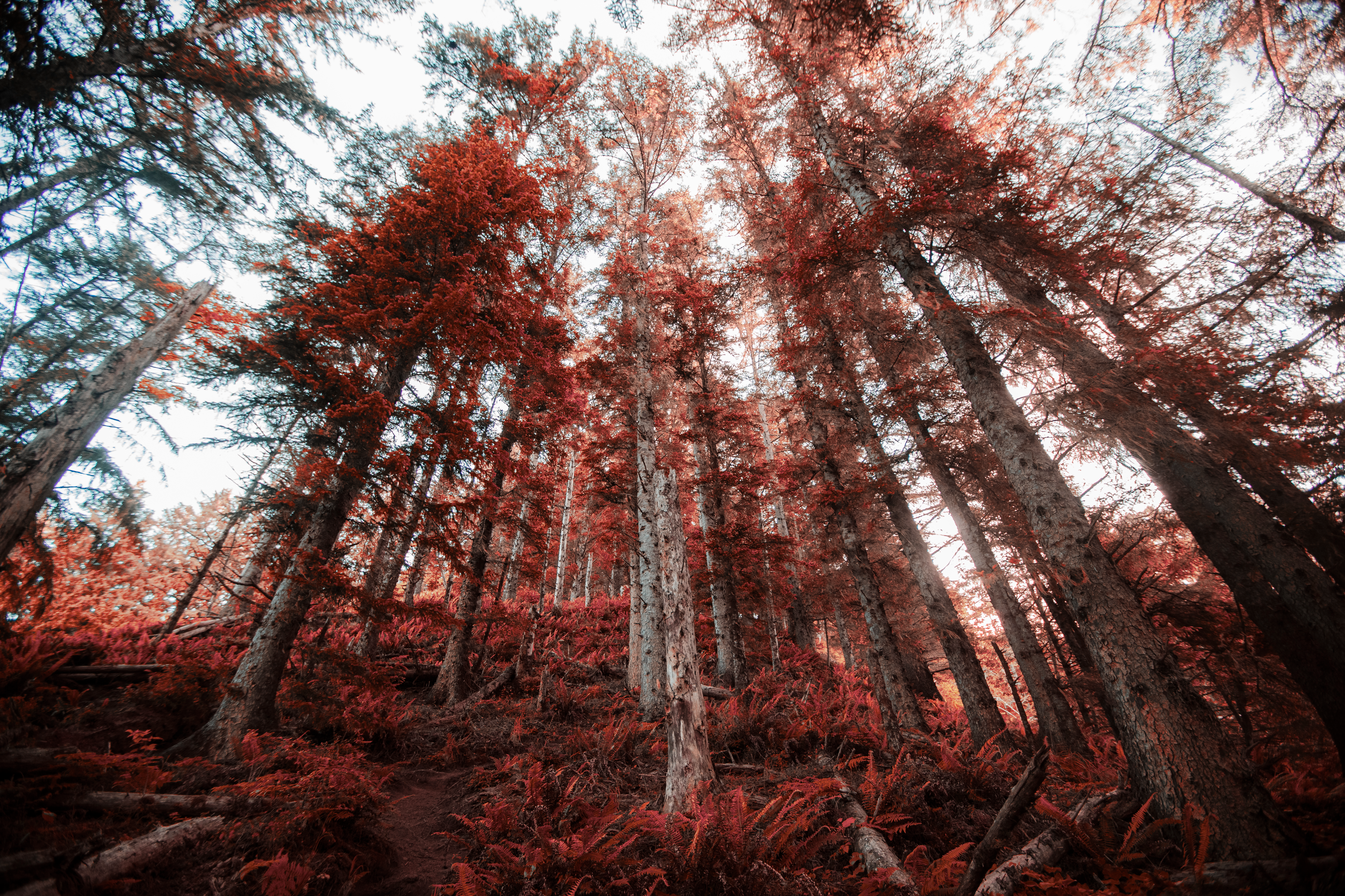Low Angle Shot of Forest Trees · Free Stock Photo