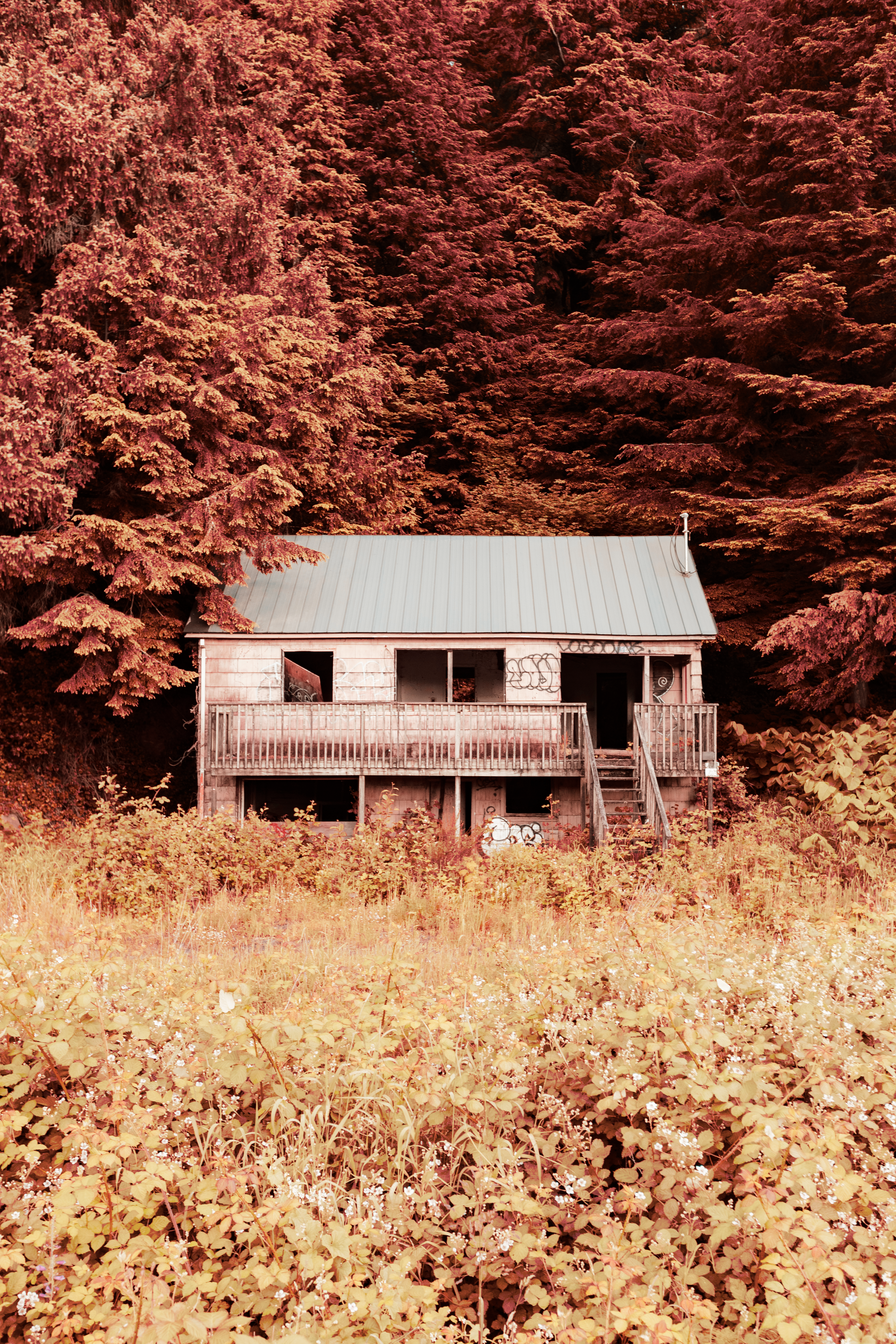 Abandoned Wooden Houses near Trees · Free Stock Photo