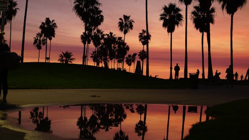 Silhouette of Trees and People during Sunset