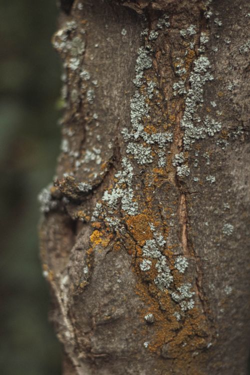 Free Detailed view of tree bark with moss and lichen growth, showcasing natural textures in Ankara. Stock Photo