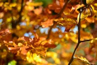 特写镜头中，秋叶色彩斑斓，背景虚化，尽显秋日之美