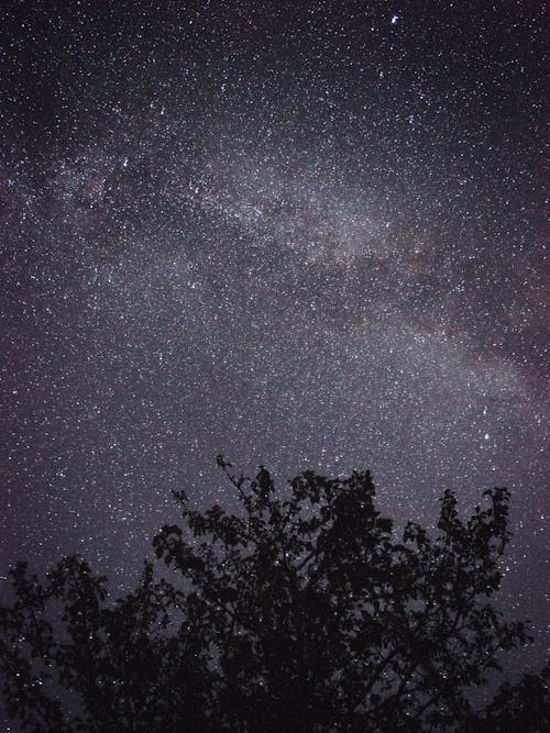 Free Silhouette of Trees Under Starry Night Stock Photo
