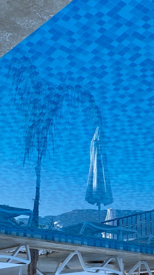 A Water Reflection of a Palm Tree Beside a Patio Umbrella