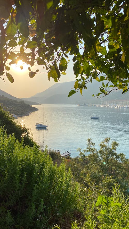 White Boats on Sea through Leaves