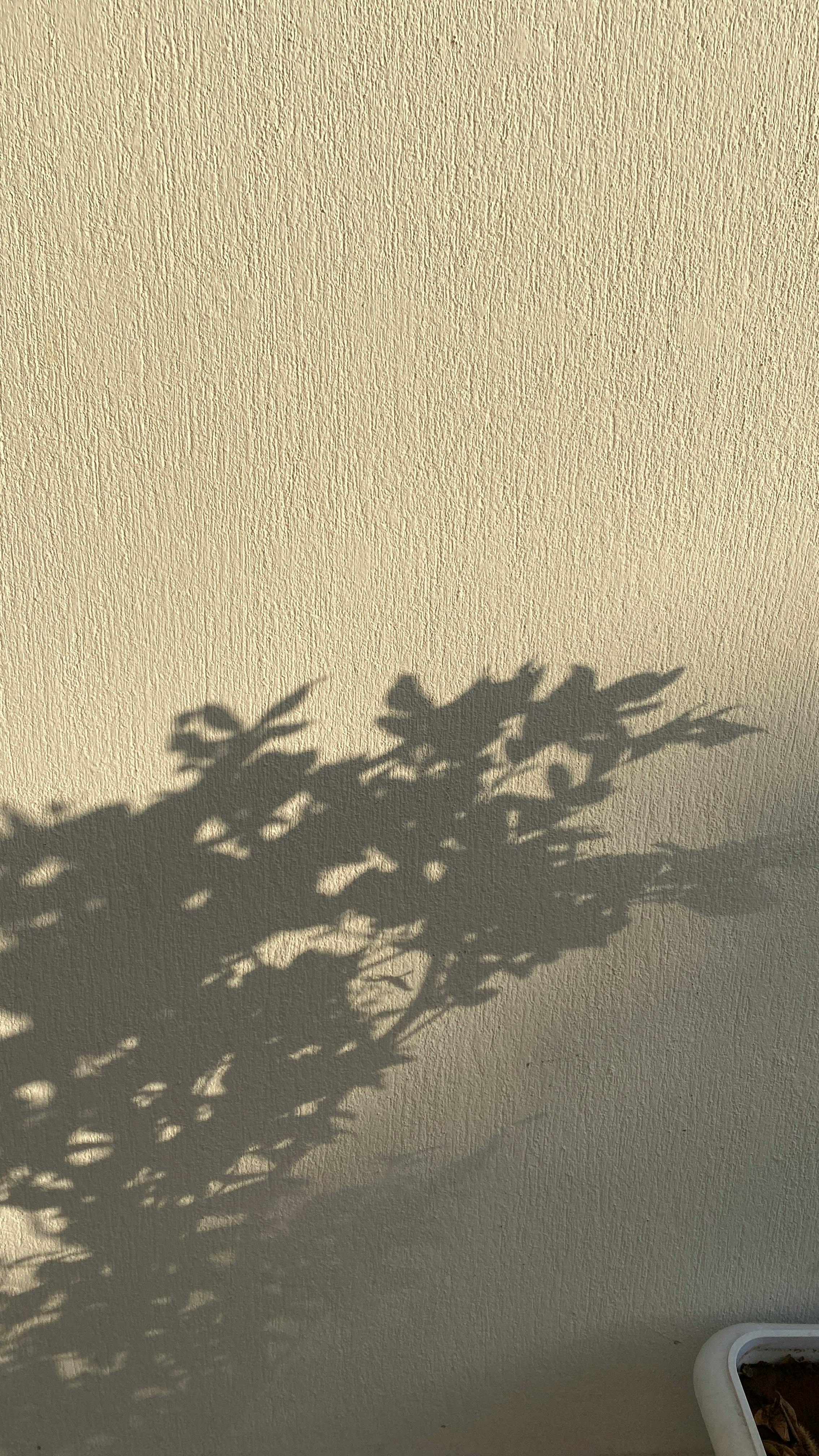 leaves shadows over a wall