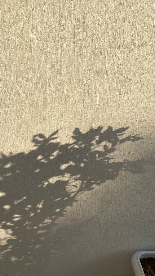 Foto stok gratis bayangan, Daun-daun, dinding putih