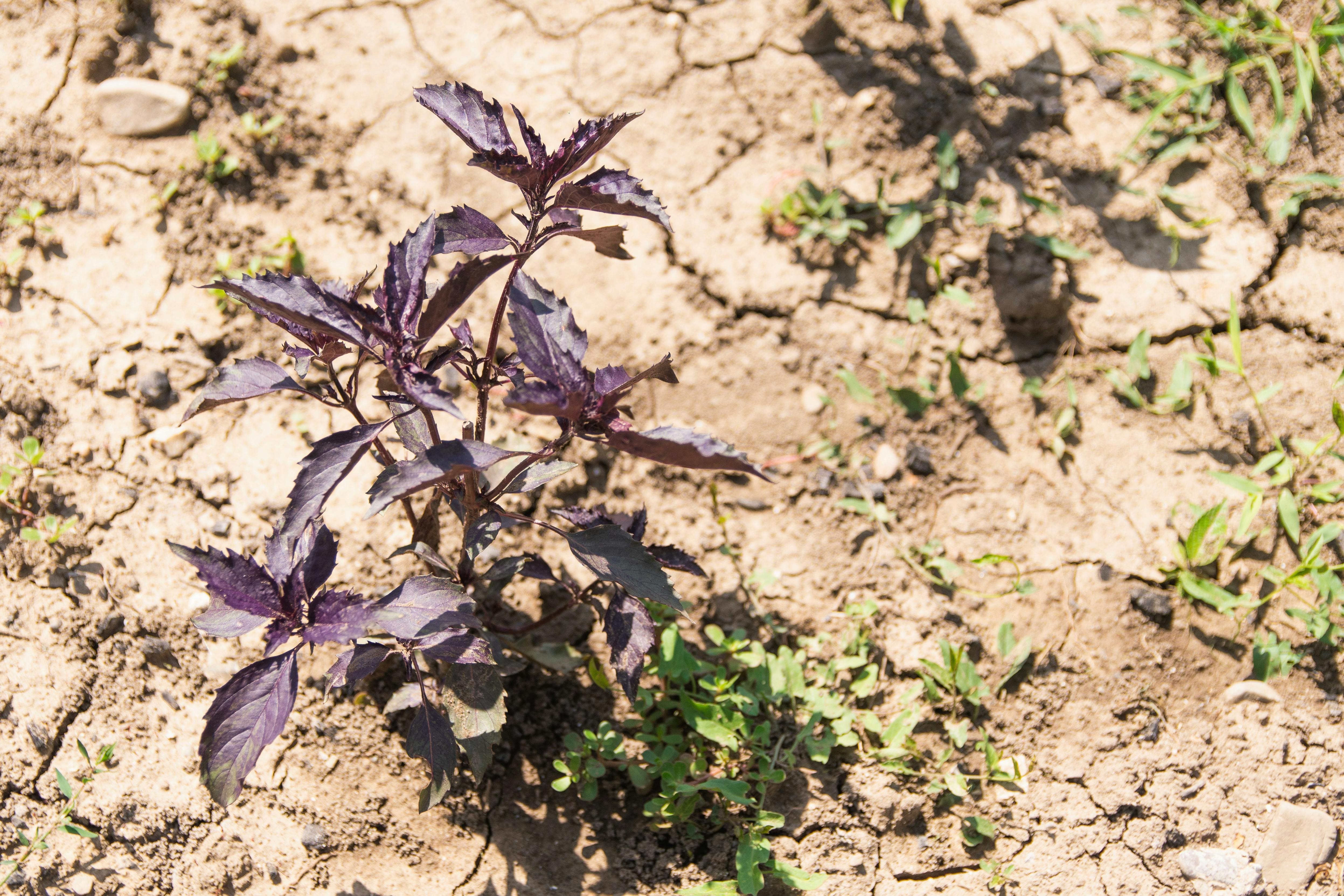 climate resilience, sea level rise, drought mitigation, ecosystem restoration, climate policy, Climate adaptation — Photo by 