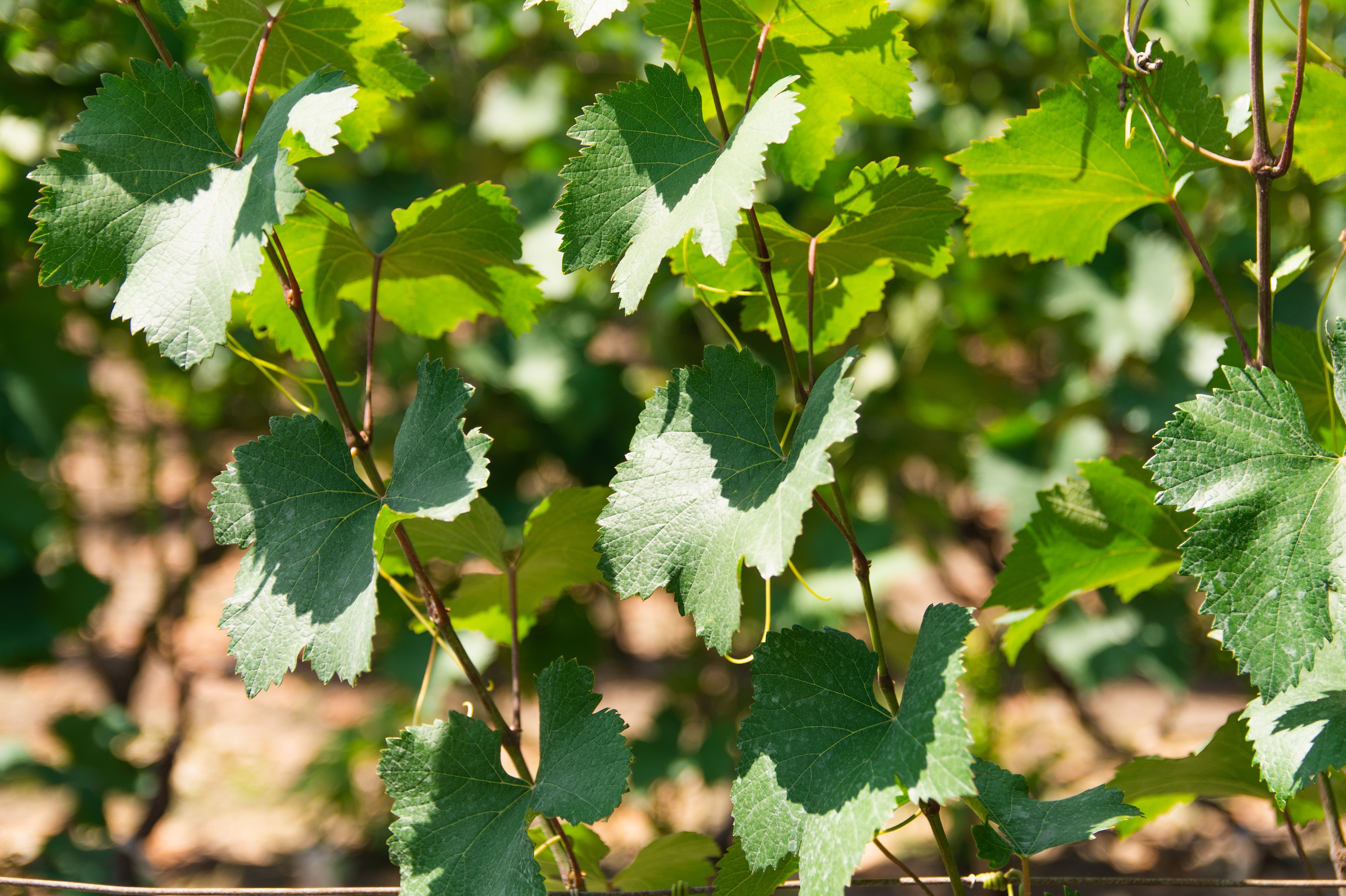 greffer une vigne - Choisir la meilleure technique de greffage