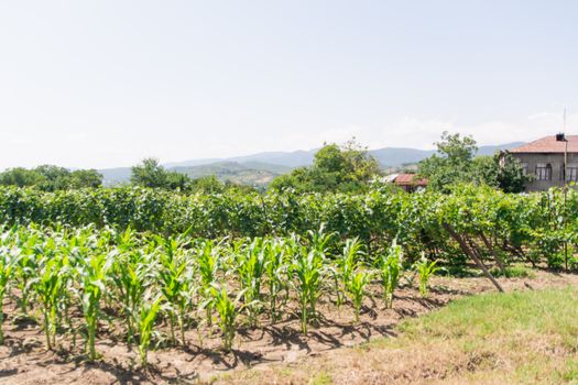Sunlit cornfield with green crops in a rural landscape, showcasing hills and a farmhouse.