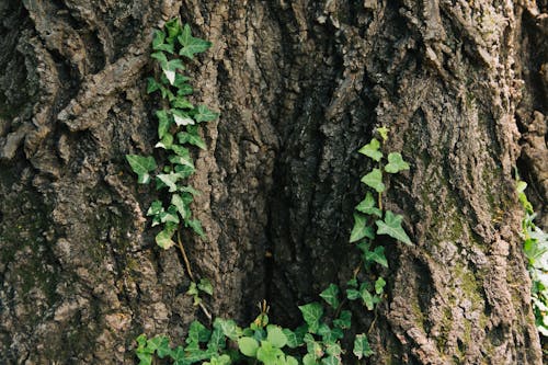 Vines on Tree Trunk