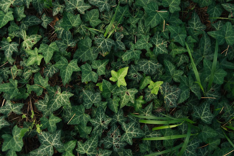 A Common Ivy Plant On The Ground