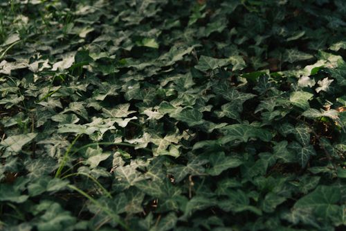 Free Dense green ivy leaves creating a natural carpet on forest ground. Stock Photo