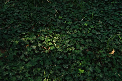 Gratis stockfoto met aarde, Bos, groene bladeren