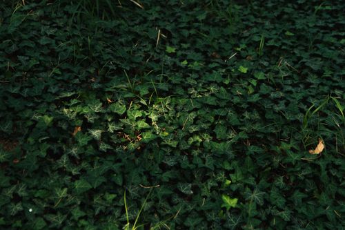 Free A dense carpet of green ivy leaves covering the forest floor with natural sunlight filtering through. Stock Photo