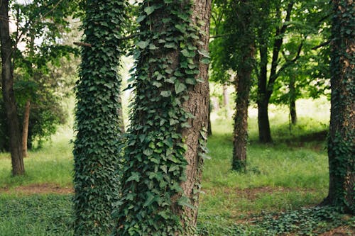 Foto d'estoc gratuïta de arbres, bagul, bosc