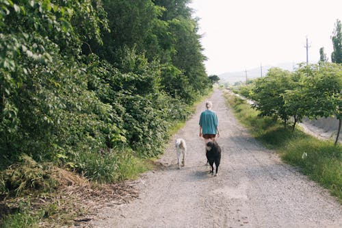 Back View of a Woman Walking with Her Dogs on a Path