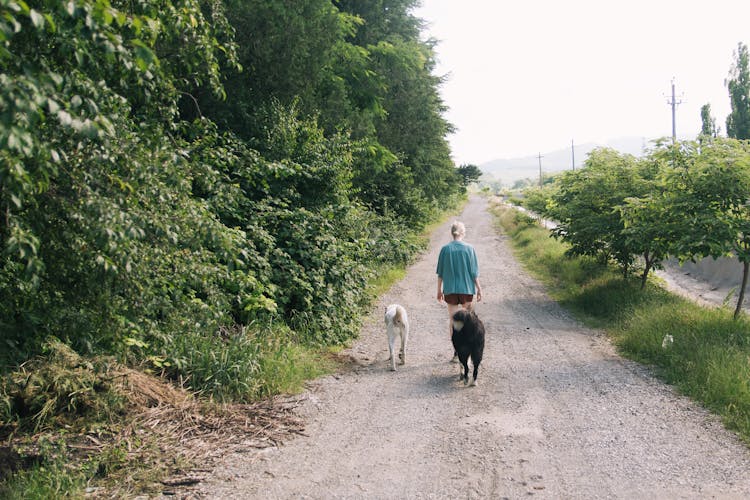 Back View Of A Woman Walking With Her Dogs On A Path