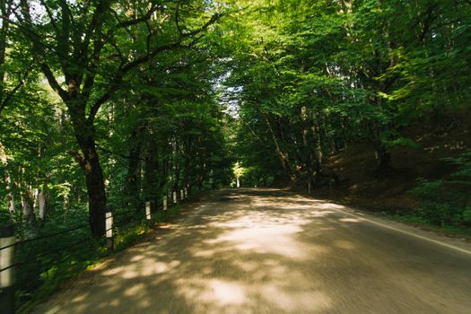 Beautiful road winding through a lush forest with vibrant green trees, perfect for nature travel.