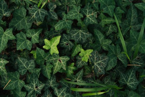 Free Close-up view of vibrant green ivy leaves, showcasing their natural beauty and texture. Stock Photo