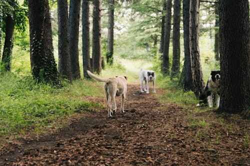 Immagine gratuita di animali, boschi, cani