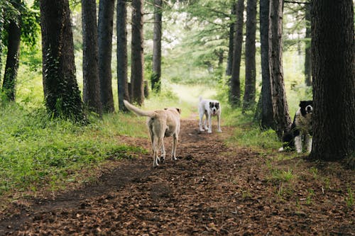 Foto d'estoc gratuïta de animals, bosc, boscos