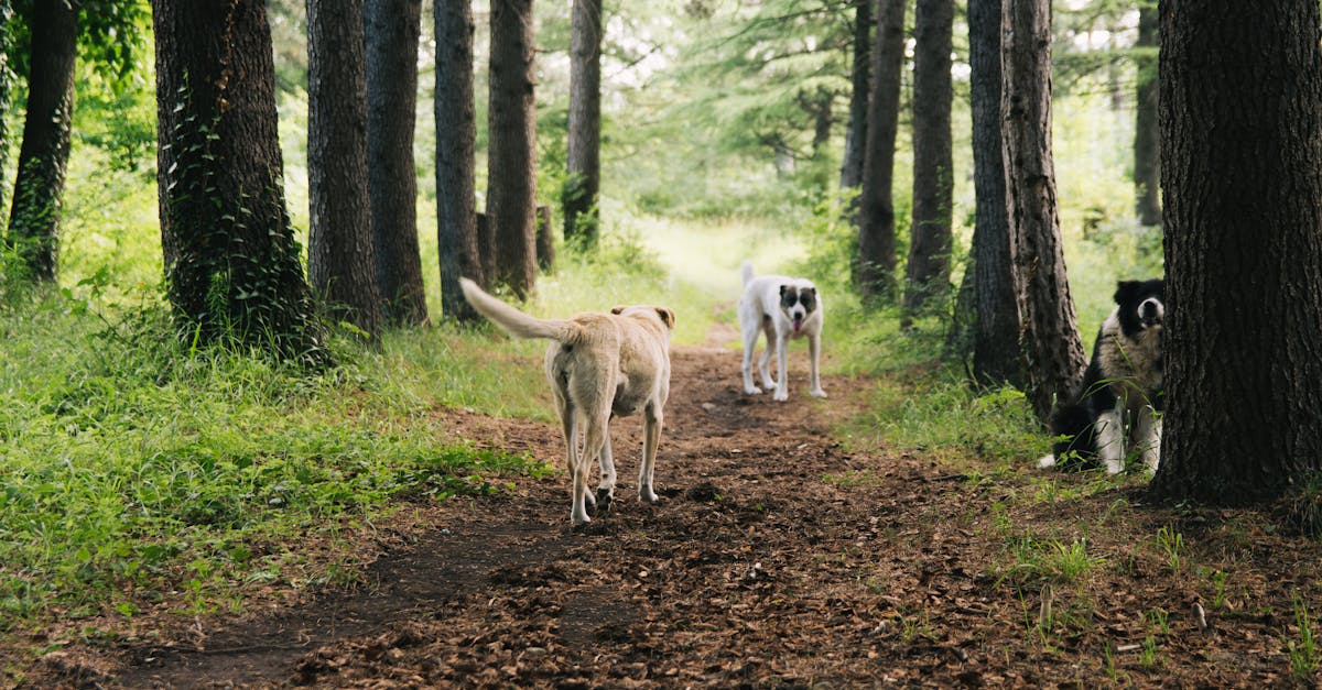 Why do dogs bury bones in dirt
