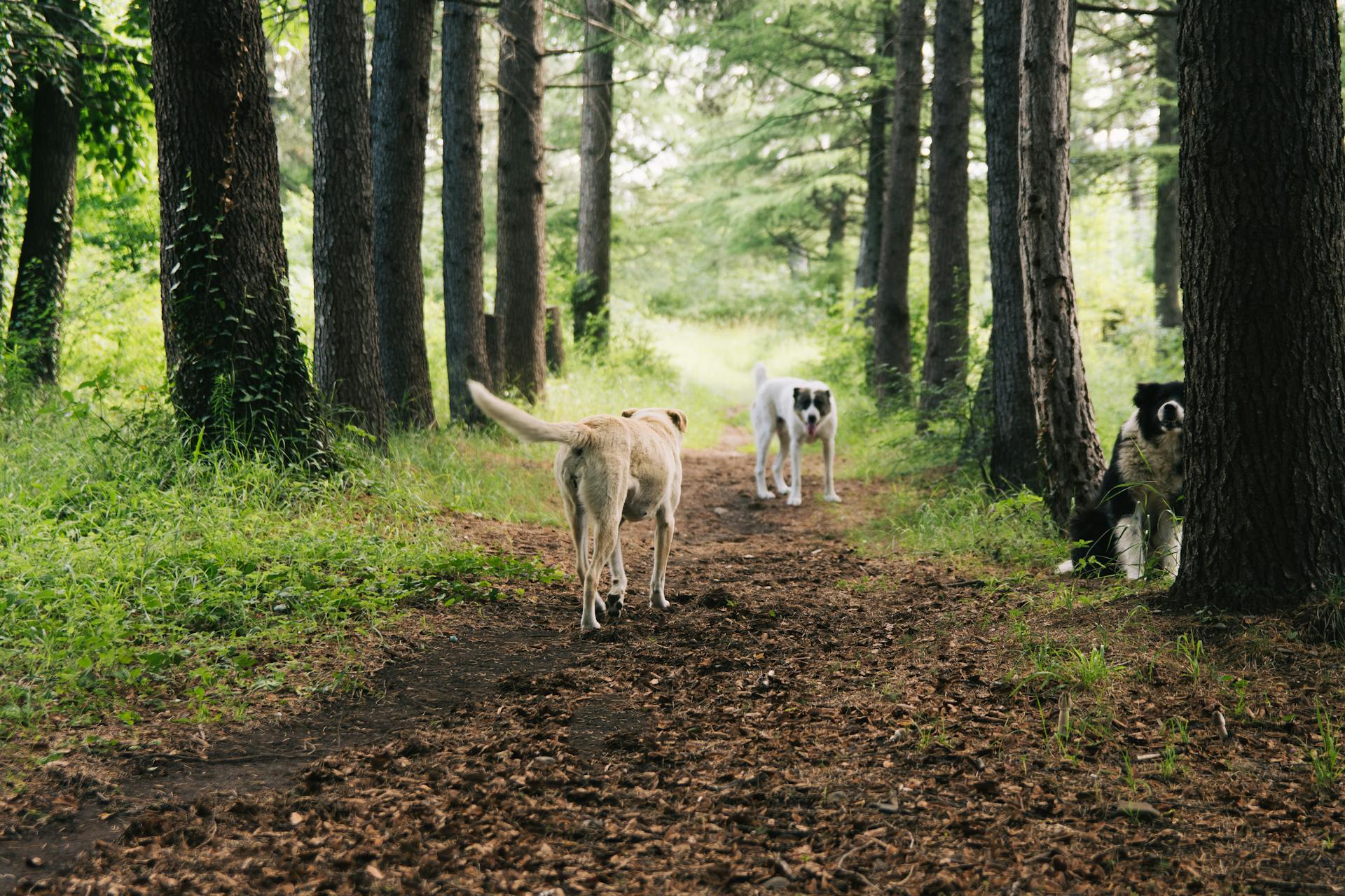 Dogs Straying on a Dirt Road in the Woods