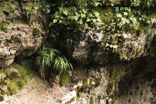 Free Detailed view of green moss and plants growing on a rocky cliff surface. Stock Photo
