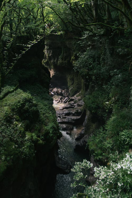 Foto profissional grátis de água corrente, ecológico, enseada