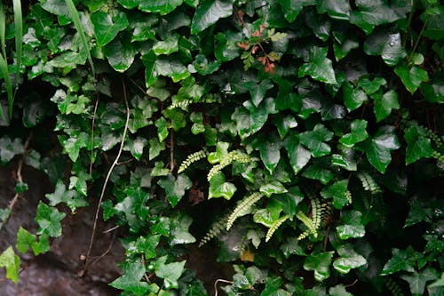 Green Plant in Close Up Photography