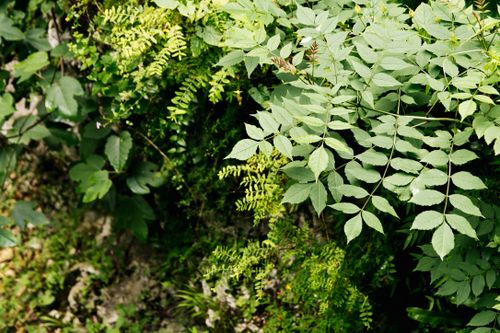 Free Detailed view of vibrant green leaves and plants in natural setting. Stock Photo