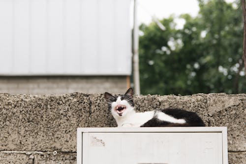 бесплатная Бесплатное стоковое фото с домашние животные, животное, забавный кот Стоковое фото