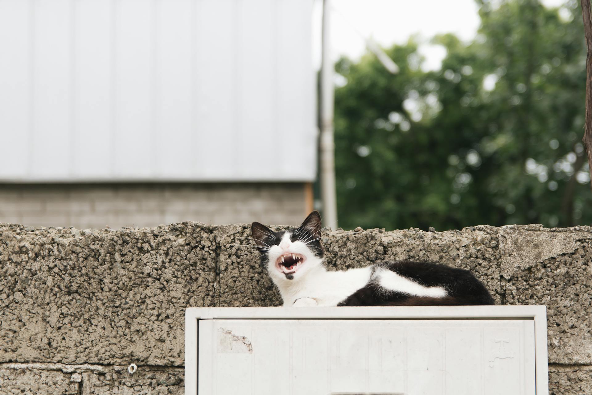 Funny black and white cat yawning on a wall, showcasing its sharp teeth and playful demeanor.