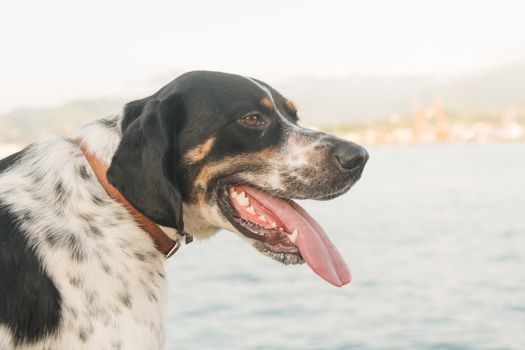 english bay dog