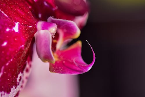 Ilmainen kuvapankkikuva tunnisteilla koi orkidea, kukka-valokuvaus, lähikuva Kuvapankkikuva