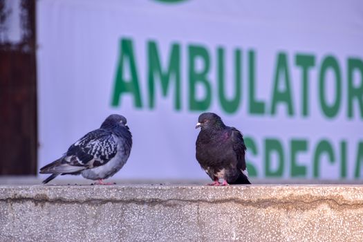 Two pigeons resting on an urban ledge with a banner in the background. Captured outdoors.