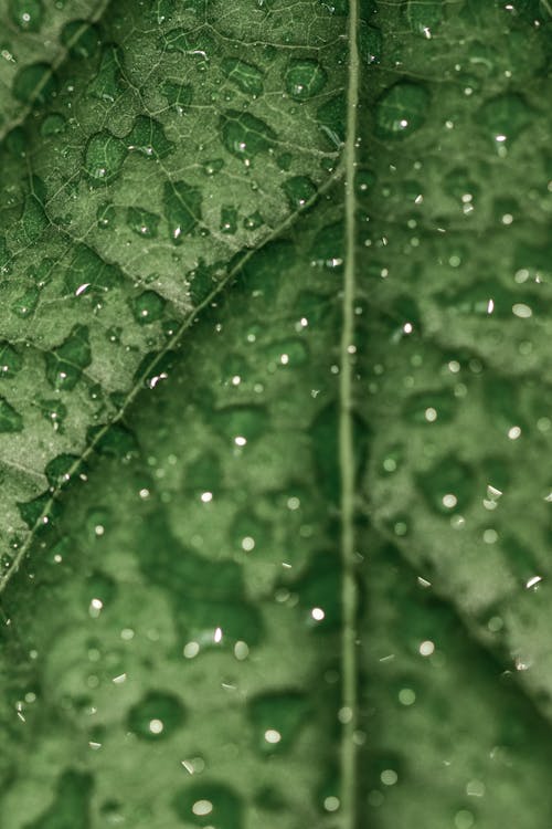 Free Green Leaf in Macro Photography  Stock Photo