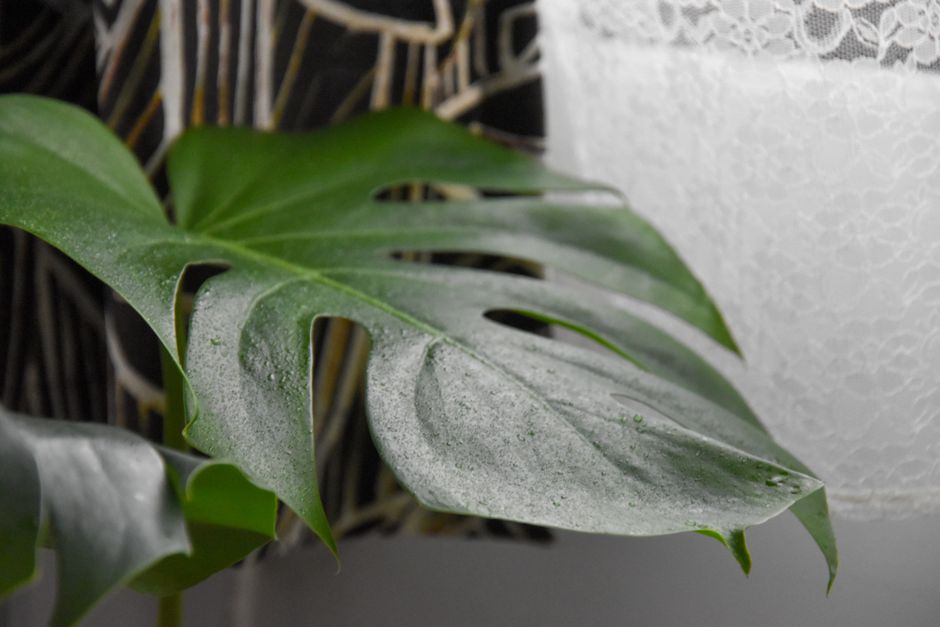 Monstera deliciosa