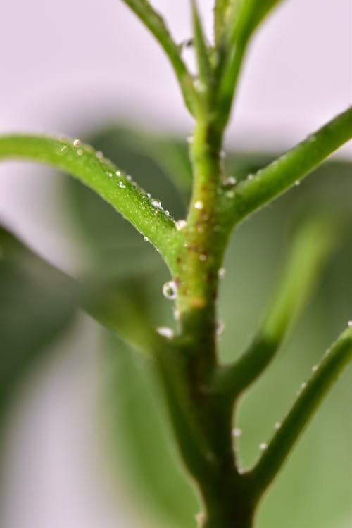 Green Leafy Plant with Water Droplets  in Close Up Photography